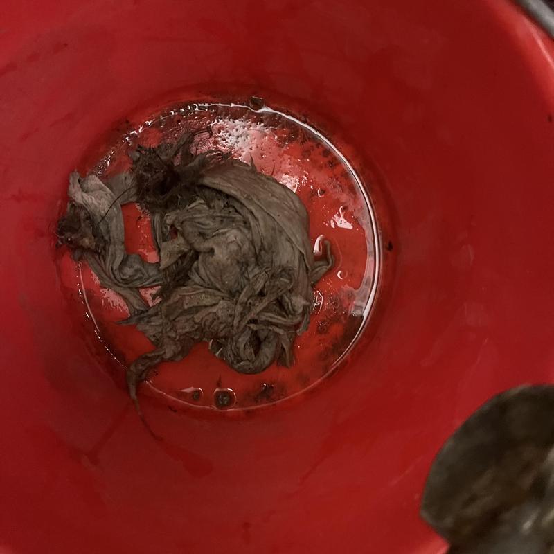 Sewer main clog removal showing wipes in red bucket