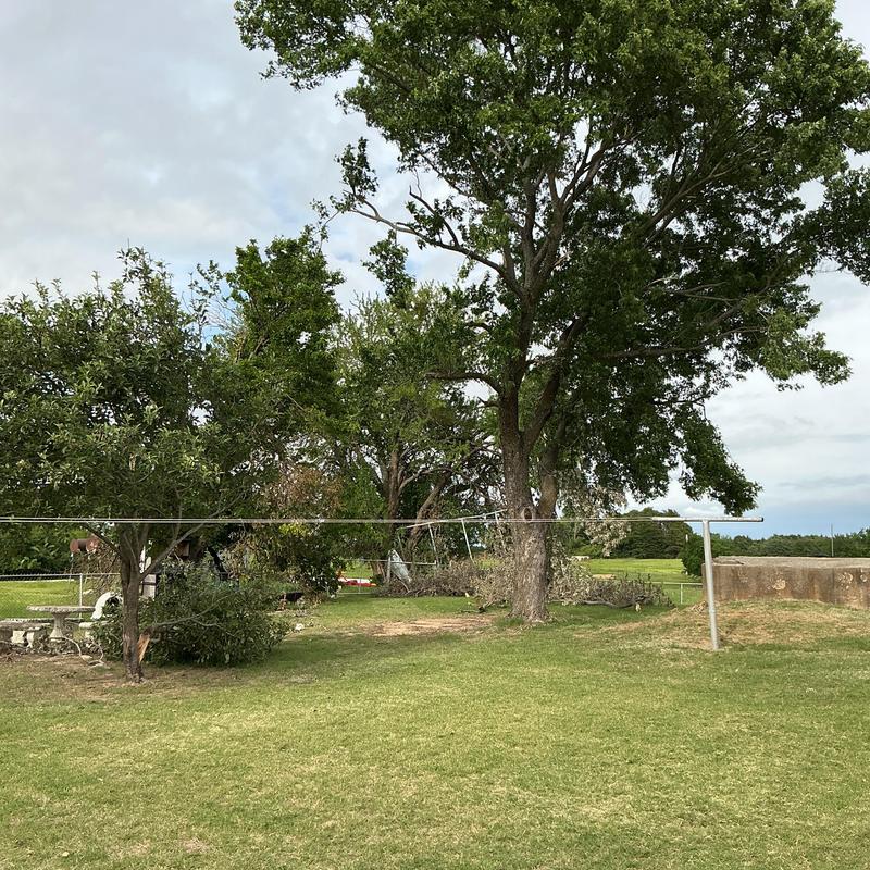 Storm-damaged trees and debris removal in yard