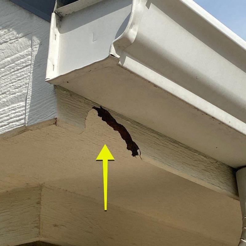 Soffit with chewed damage near gutter edge Soffit with chewed damage near gutter edge