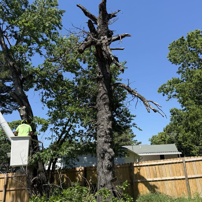 Dead tree removal using bucket truck near fence Dead tree removal using bucket truck near fence