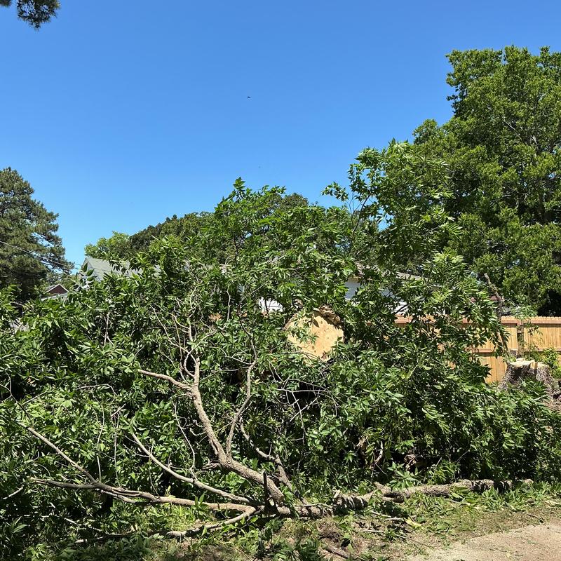 Dead tree removal with full cleanup in yard Dead tree removal with full cleanup in yard