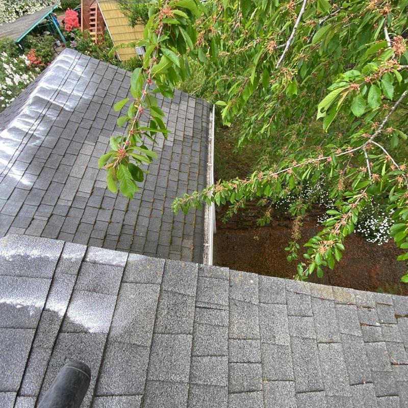 Roof shingles and gutters with moss treatment in progress