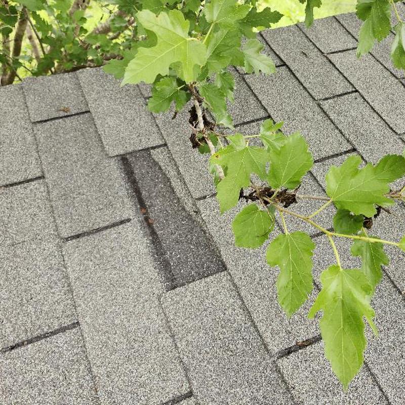 Roof shingles with missing shingle and tree branch nearby