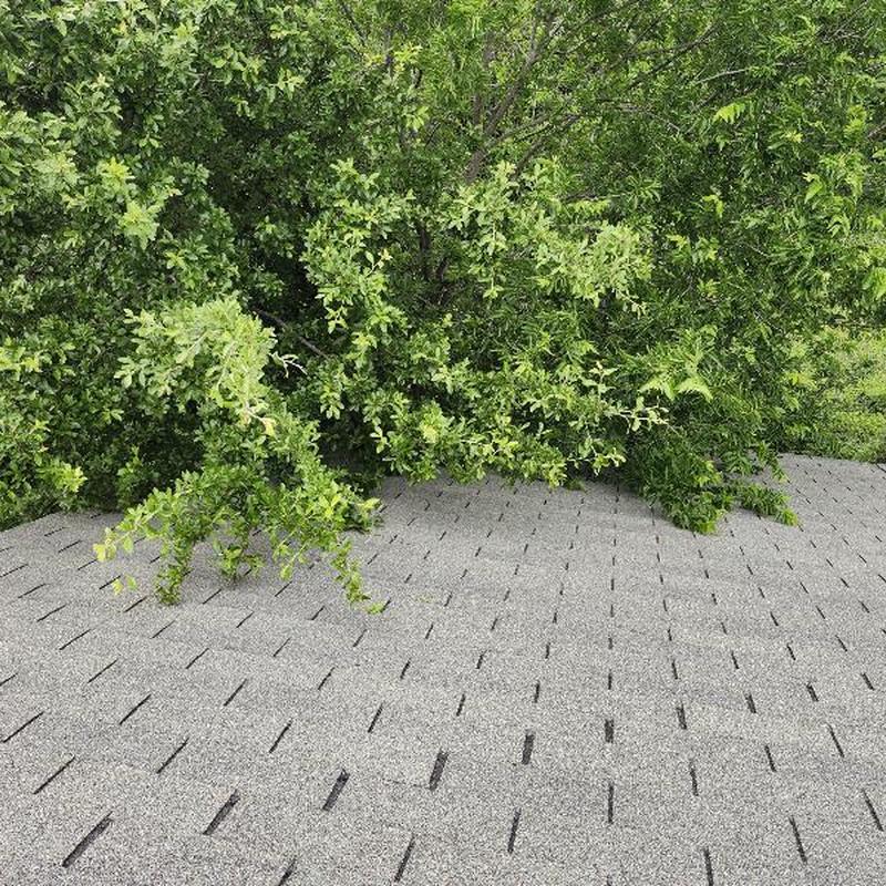 Roof shingles with tree branches encroaching