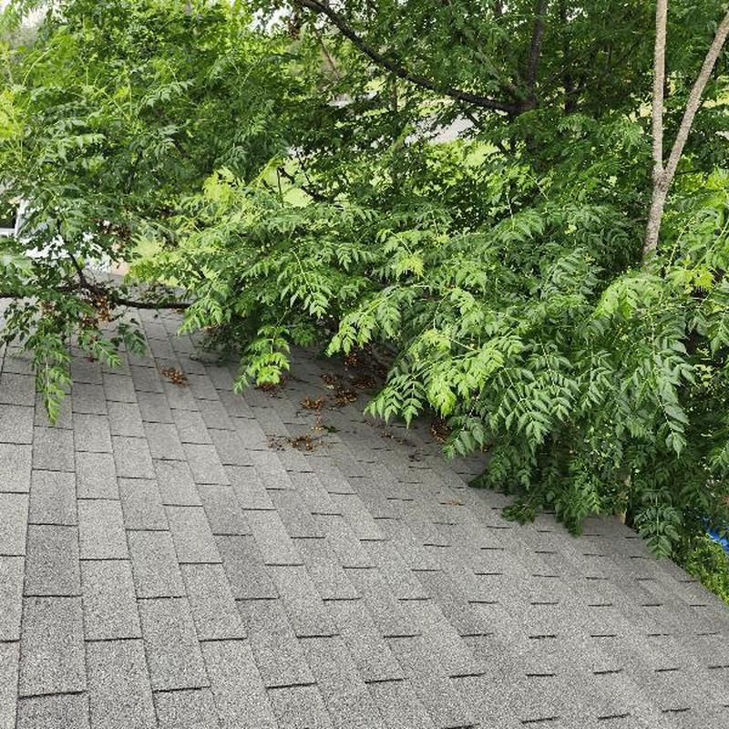 Roof shingles with overhanging tree branches