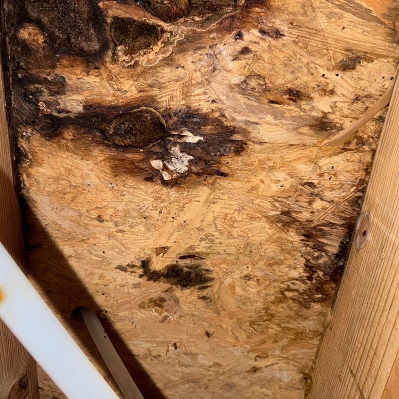 Roof sheathing with water damage and mold spots
