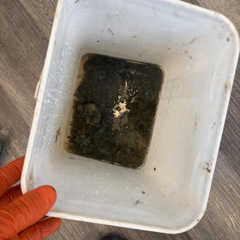 Kitchen sink drain sludge removed in white bucket Kitchen sink drain sludge removed in white bucket