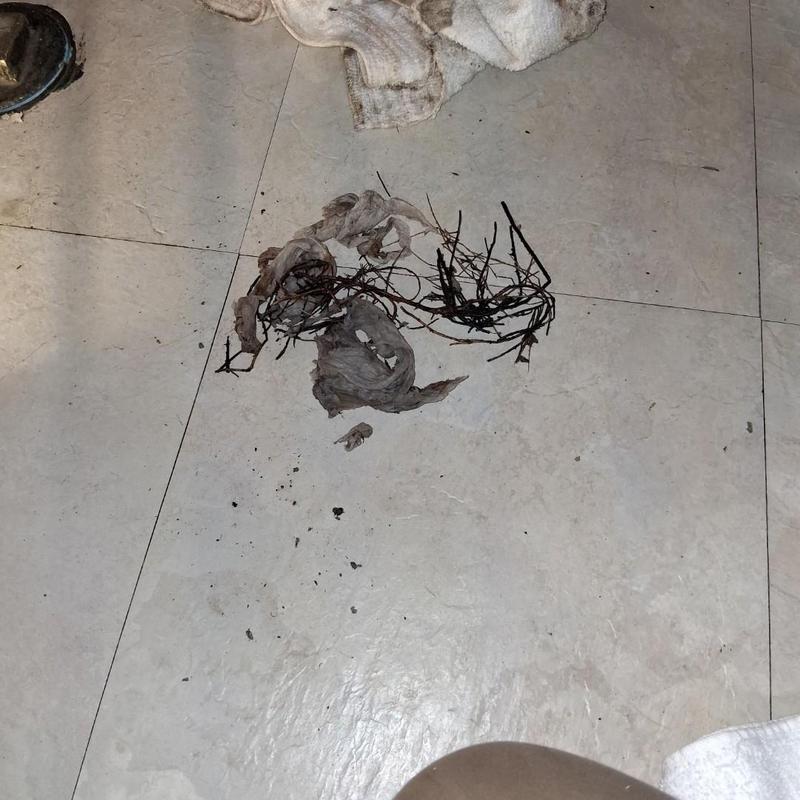 Drain clog debris with roots and wipes on tile floor