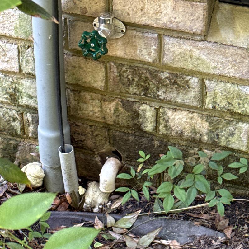 Frost proof hose bib on foundation wall with plants Frost proof hose bib on foundation wall with plants