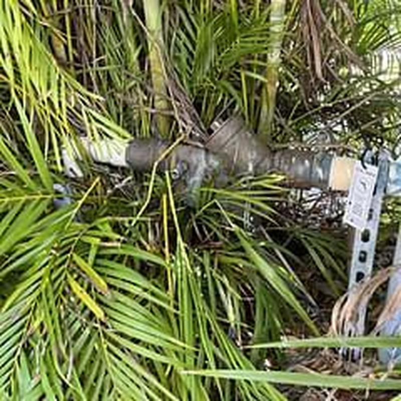Backflow prevention device amid dense palm foliage Backflow prevention device amid dense palm foliage