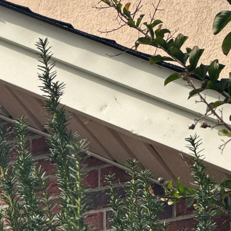 Roof fascia board with hail damage and surrounding foliage