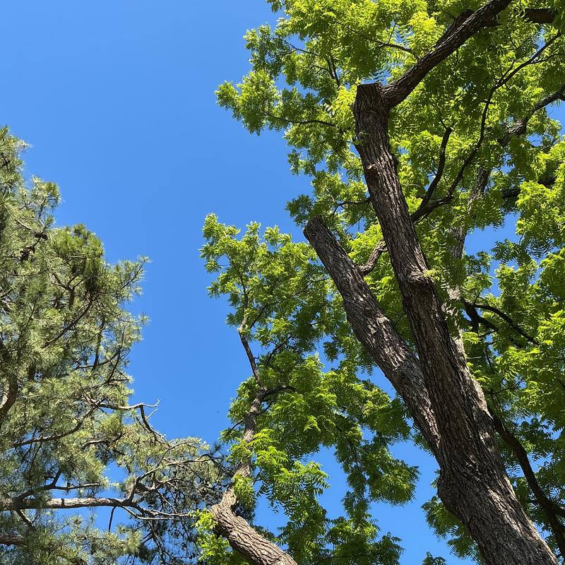 Broken tree limb suspended in large tree canopy