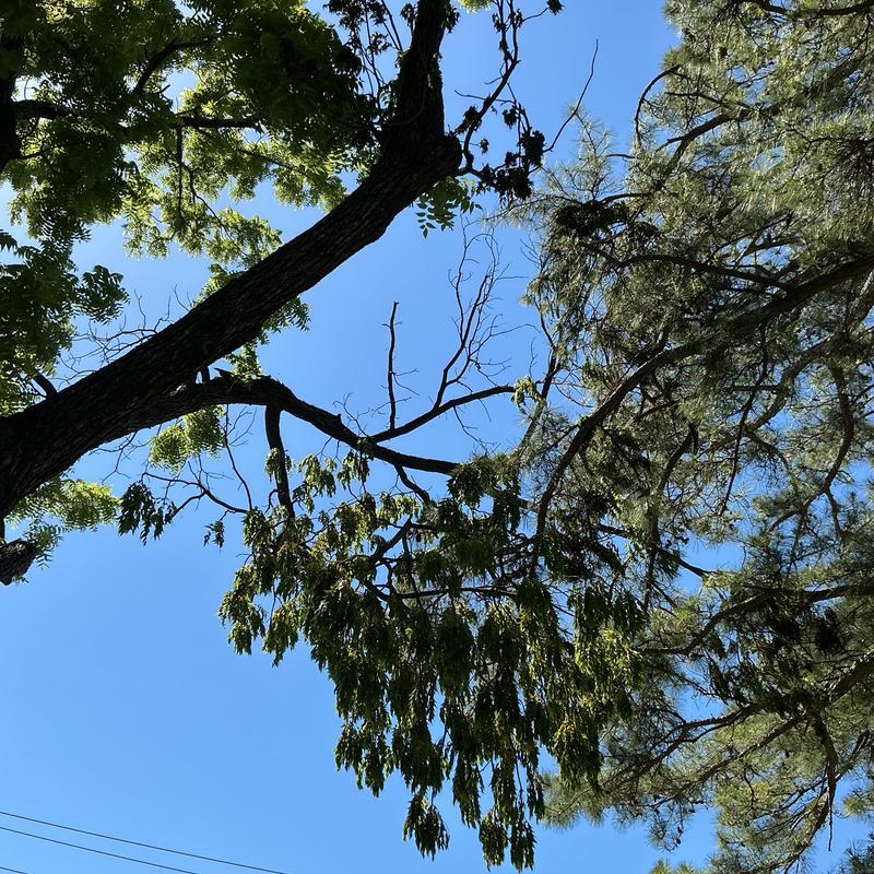 Broken tree limb suspended in another tree