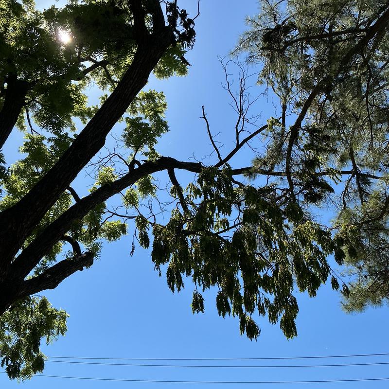 Broken tree limb suspended above property under blue sky