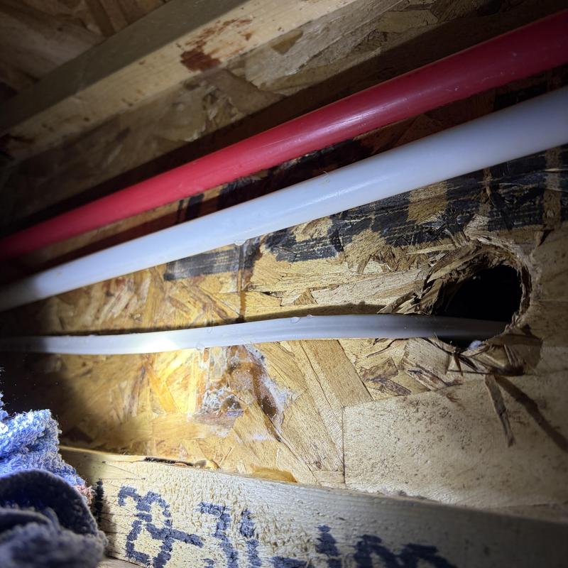 Pex water lines in ceiling joist near drilled hole