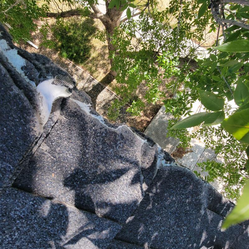 Damaged roof shingles near tree branches in Brighton Damaged roof shingles near tree branches in Brighton