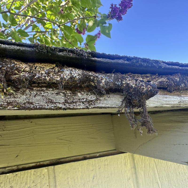 Roof fascia with mold and decay damage on shed Roof fascia with mold and decay damage on shed