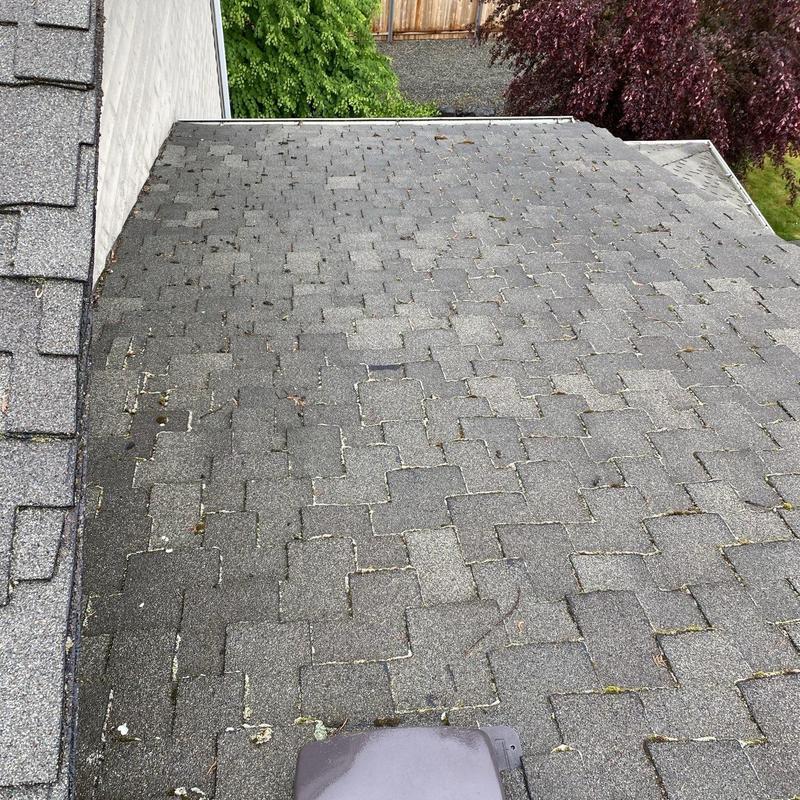 Asphalt roof shingles with moss buildup inspection