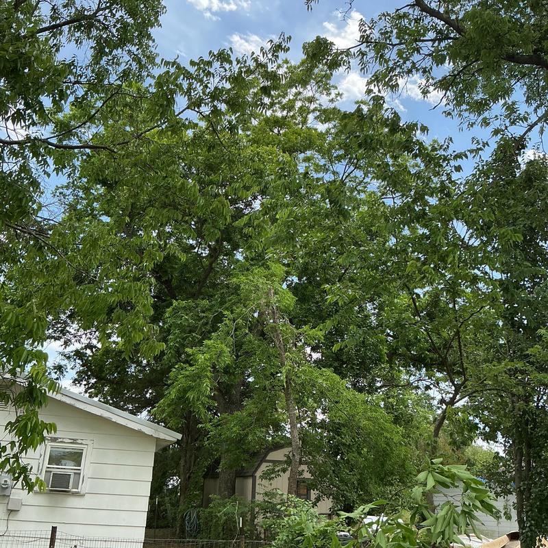 Tree limb removal near house and shed