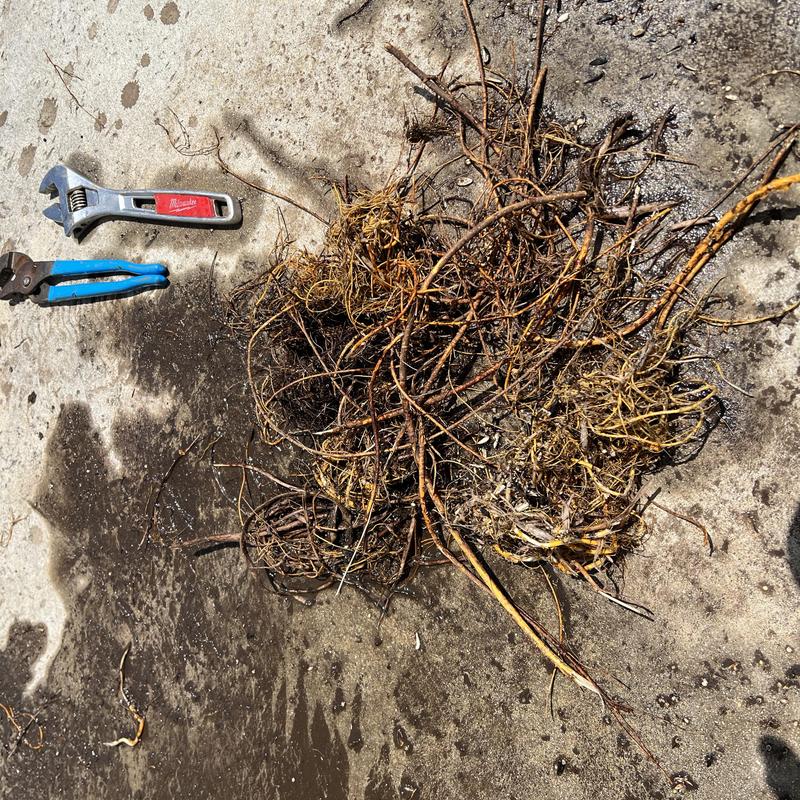 Storm drain roots removed with plumbing tools on pavement