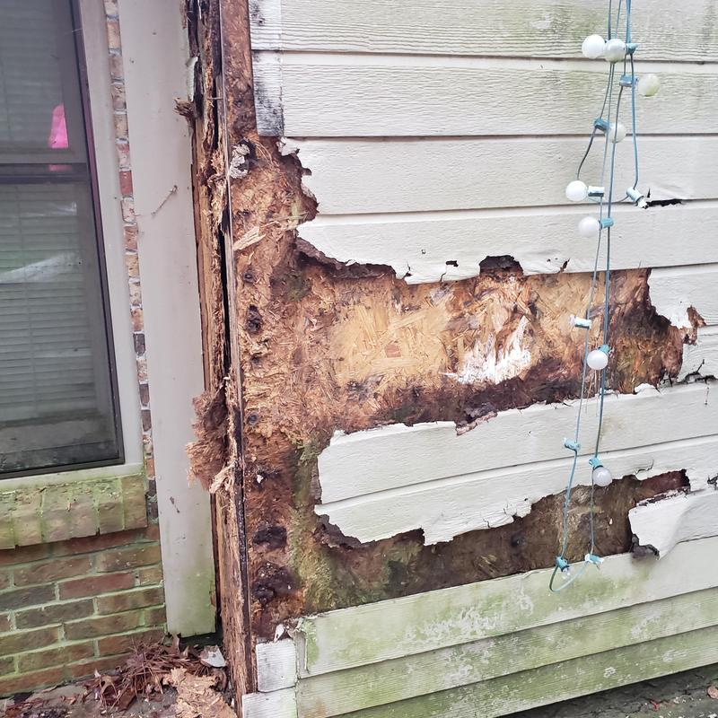 Wood siding and sheathing with extensive rot damage