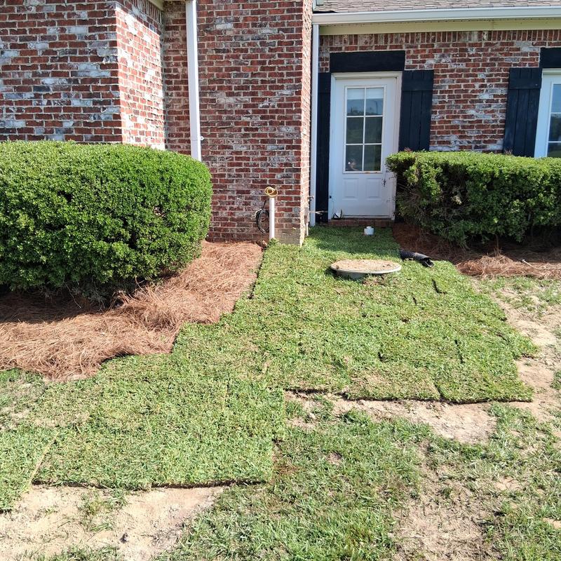 Sod grass replacement over plumbing excavation area