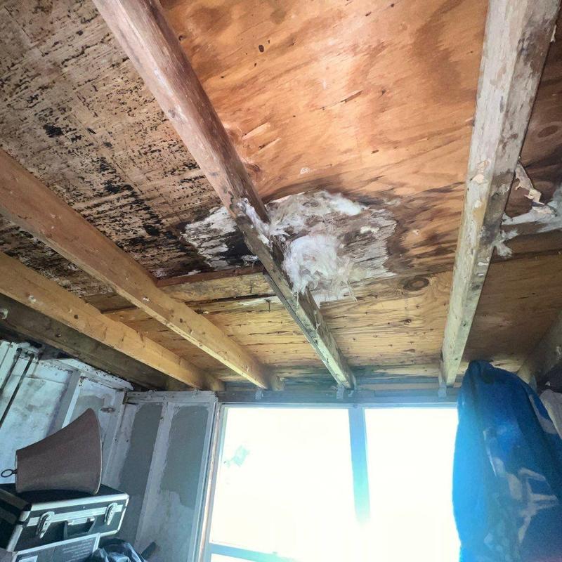 Roof decking with active water damage and mold growth Roof decking with active water damage and mold growth