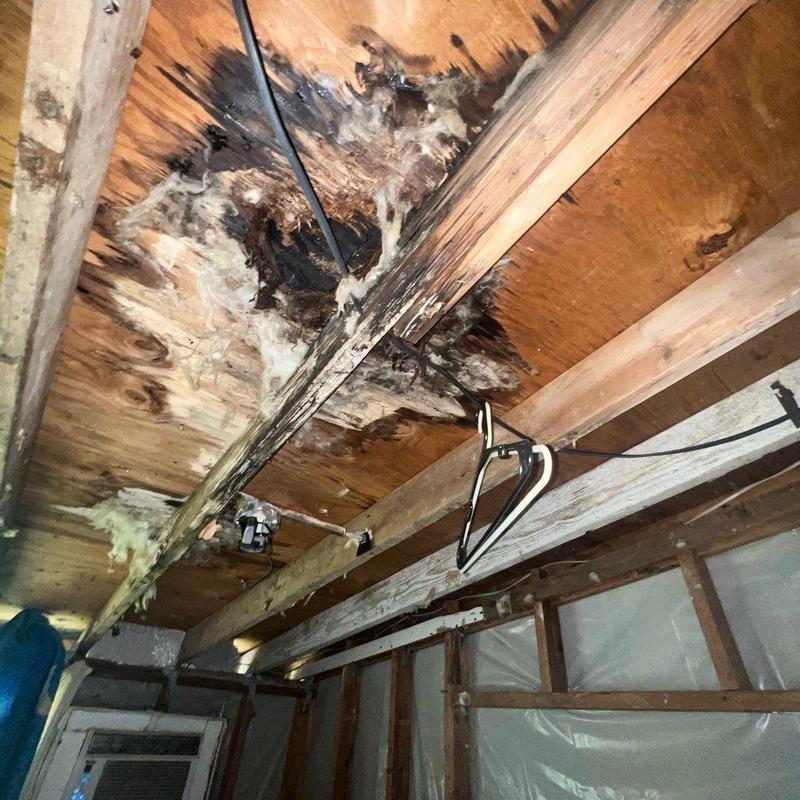 Roof rafters with severe water damage and mold growth Roof rafters with severe water damage and mold growth