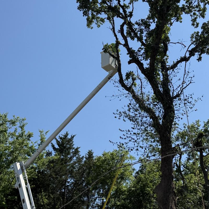 Bucket truck cutting hazardous tree near power lines Bucket truck cutting hazardous tree near power lines