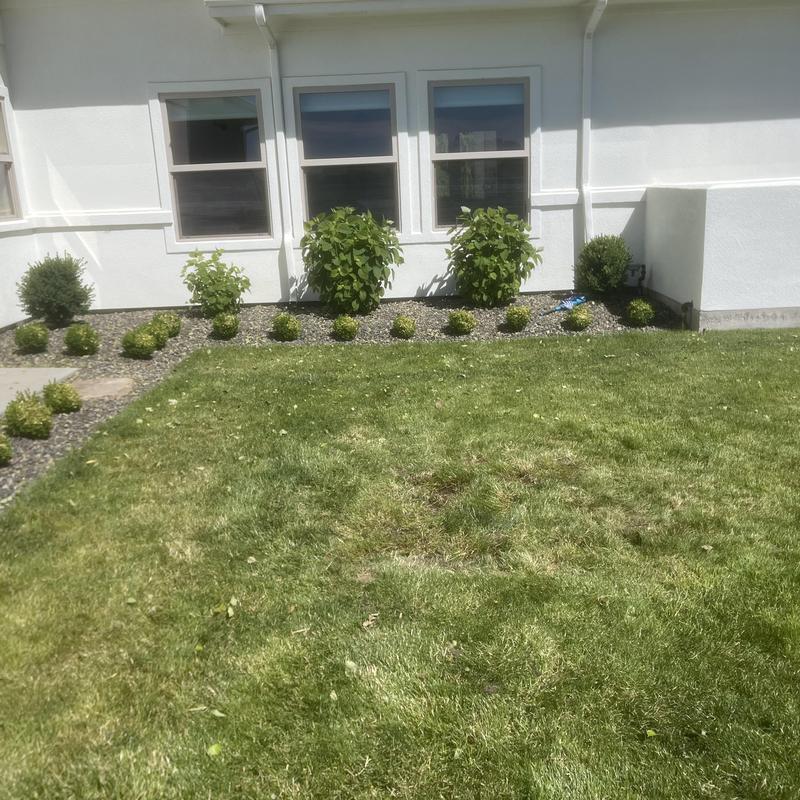 Septic tank location in backyard with landscaping