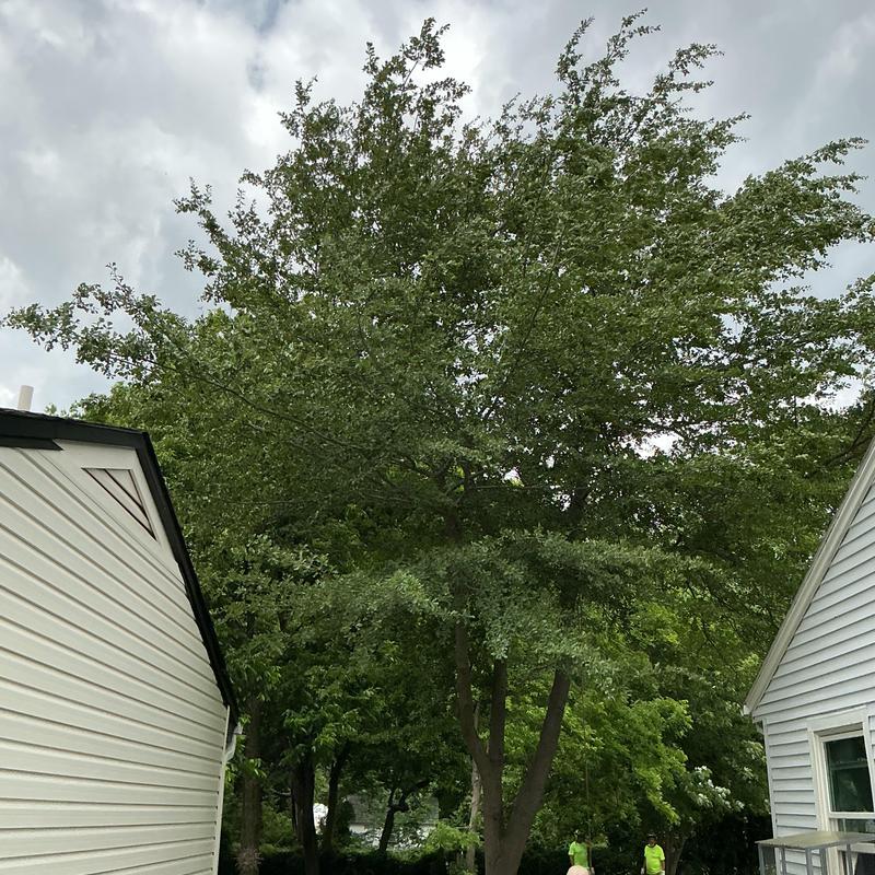 Hazardous tree between houses before removal Hazardous tree between houses before removal