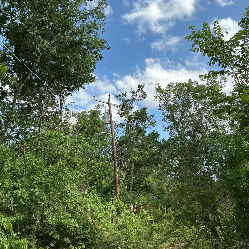 Power lines surrounded by overgrown trees and brush Power lines surrounded by overgrown trees and brush
