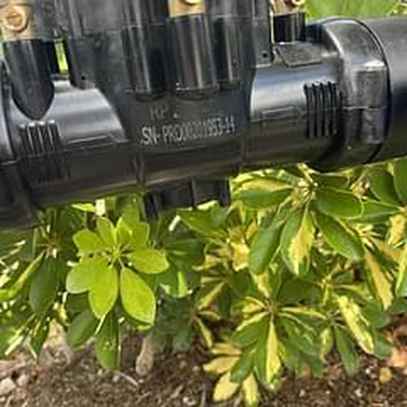 Backflow preventer assembly with piping near shrubbery