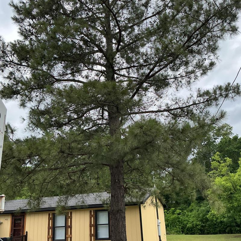 Large pine tree overhanging house near power lines Large pine tree overhanging house near power lines