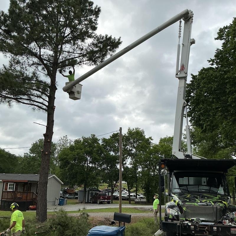 Pine tree removal with bucket truck near power lines Pine tree removal with bucket truck near power lines