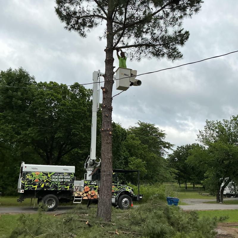Pine tree removal with bucket truck near power lines Pine tree removal with bucket truck near power lines