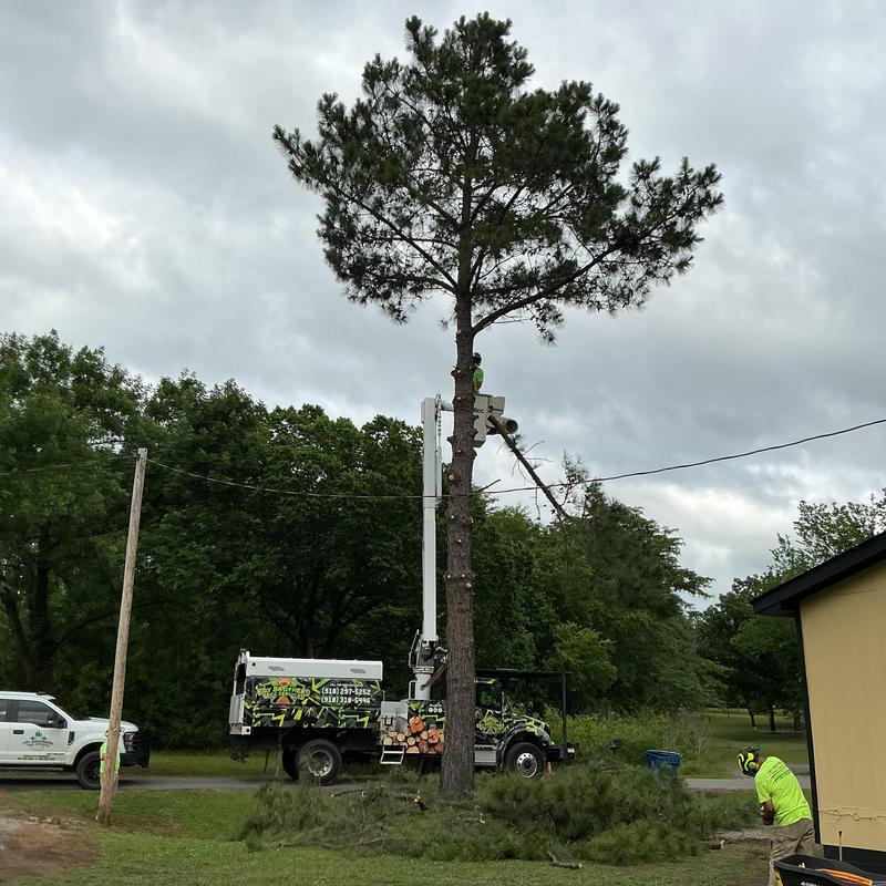 Pine tree removal near power lines with bucket truck Pine tree removal near power lines with bucket truck