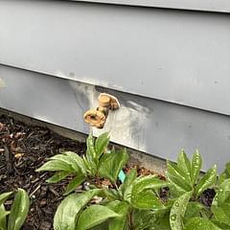 Hose bib with wall mounting and garden bed nearby