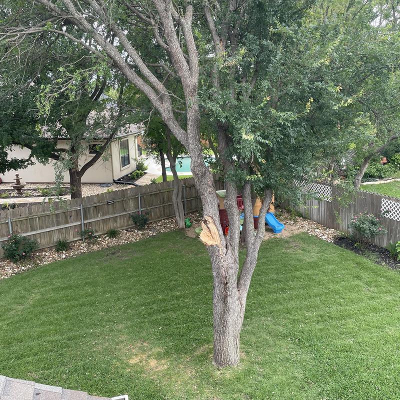 Tree limb with damage in residential backyard Tree limb with damage in residential backyard