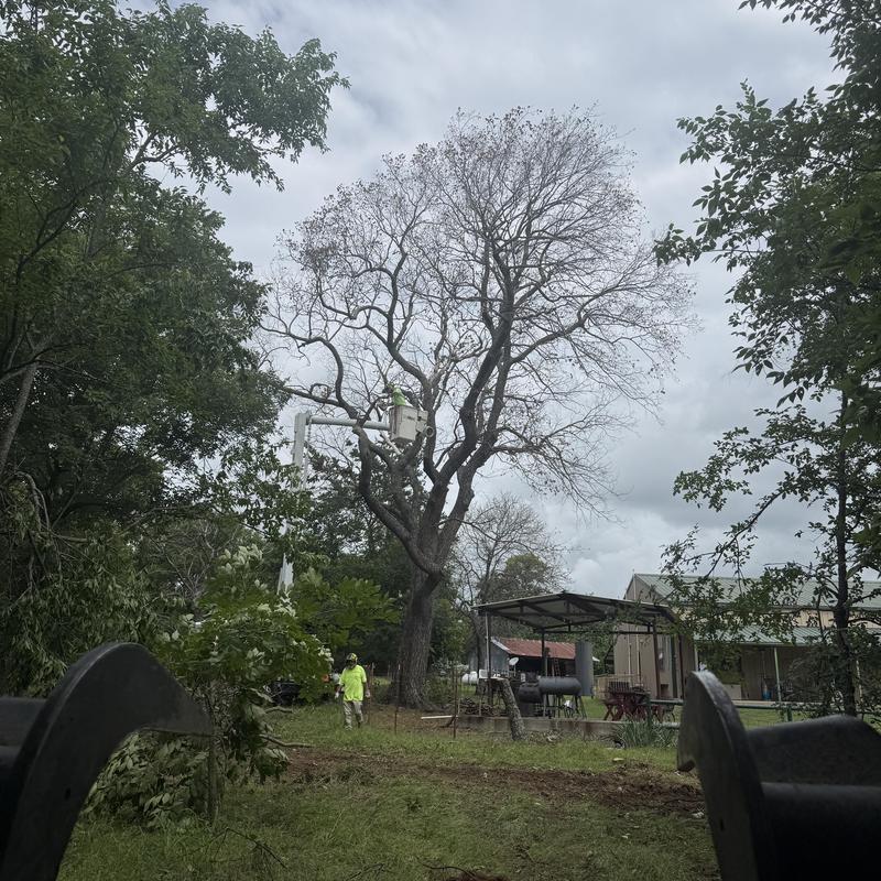 Hazardous elm tree removal using bucket truck Hazardous elm tree removal using bucket truck