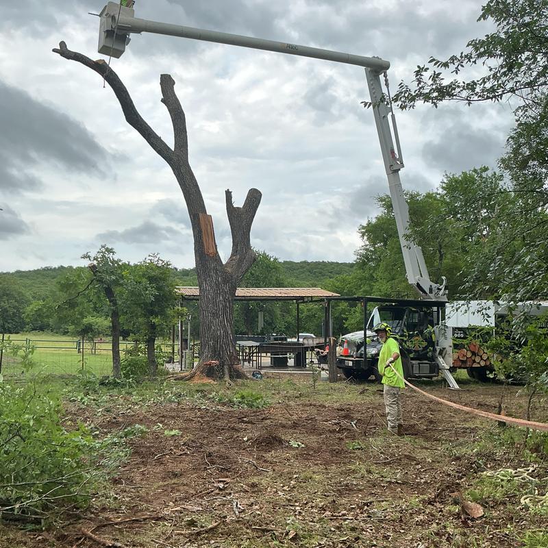 Elm tree removal with bucket truck and rigging Elm tree removal with bucket truck and rigging