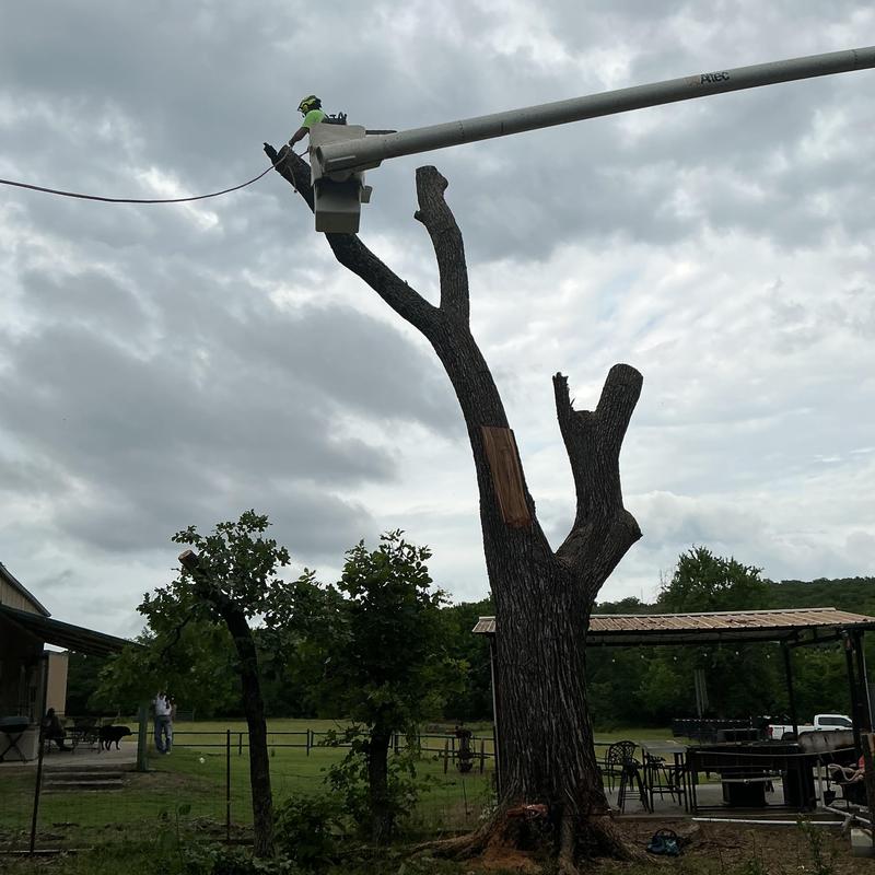 Hazardous elm tree removal using bucket truck Hazardous elm tree removal using bucket truck