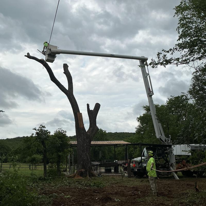 Hazardous elm tree removal using bucket truck Hazardous elm tree removal using bucket truck