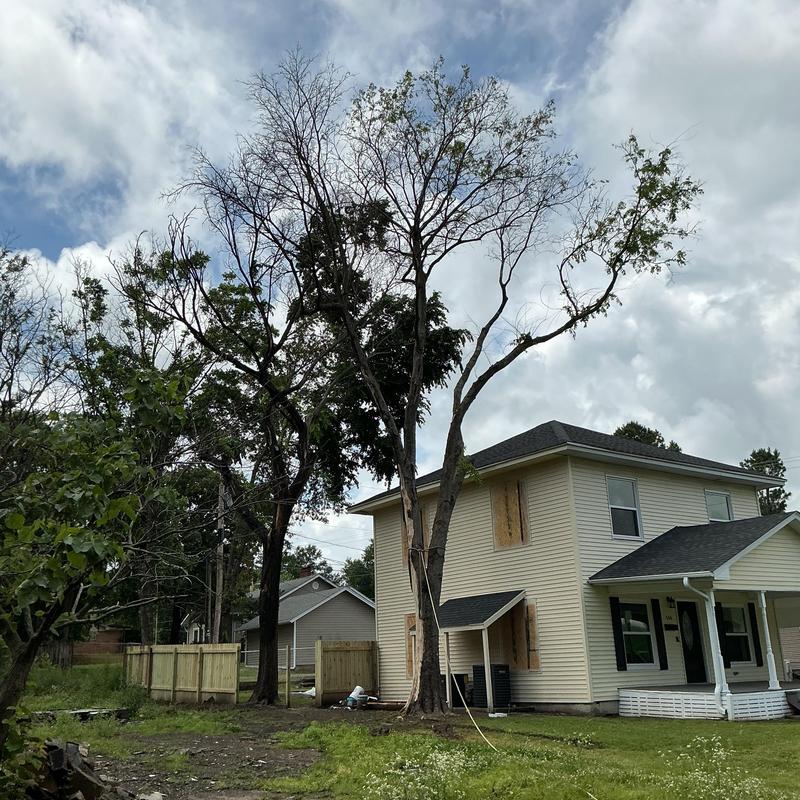 Dead trees leaning over house removal in McAlester Dead trees leaning over house removal in McAlester