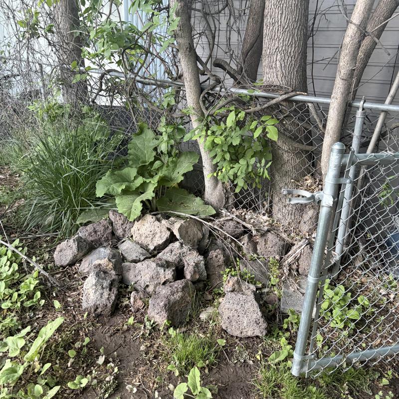 Main water leak excavation site near fence and trees Main water leak excavation site near fence and trees