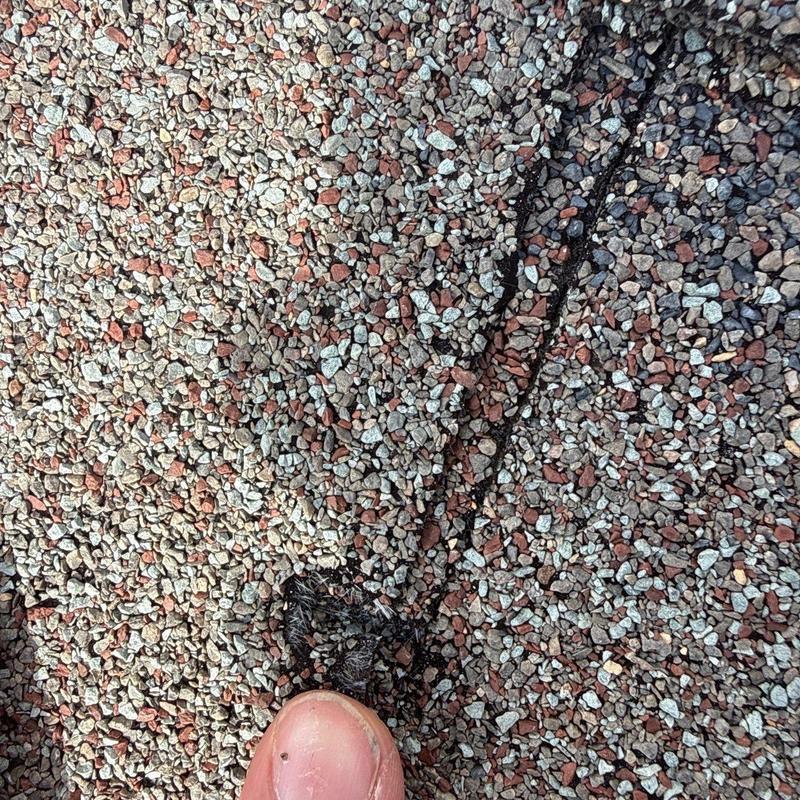 Asphalt shingle granule loss from hail impact damage