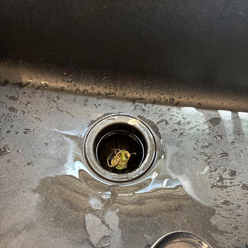Kitchen sink drain with leaf debris and water droplets