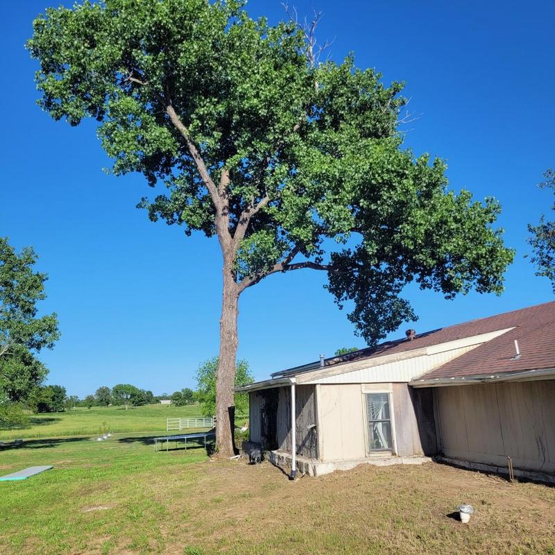 Leaning tree over house before removal in Seminole, OK Leaning tree over house before removal in Seminole, OK