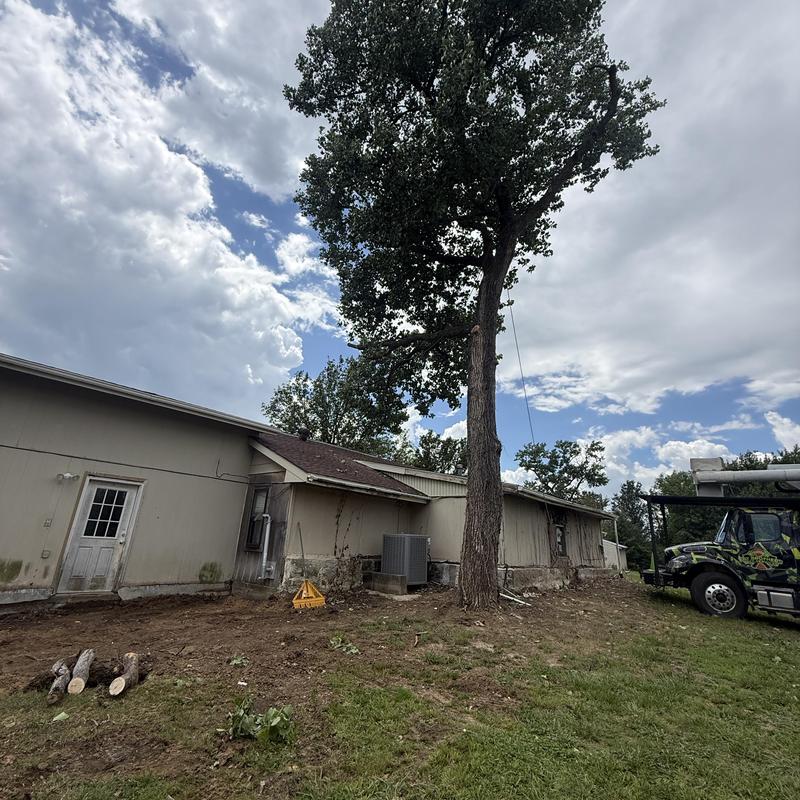 Hazardous tree rigging removal near house roof Seminole OK Hazardous tree rigging removal near house roof Seminole OK