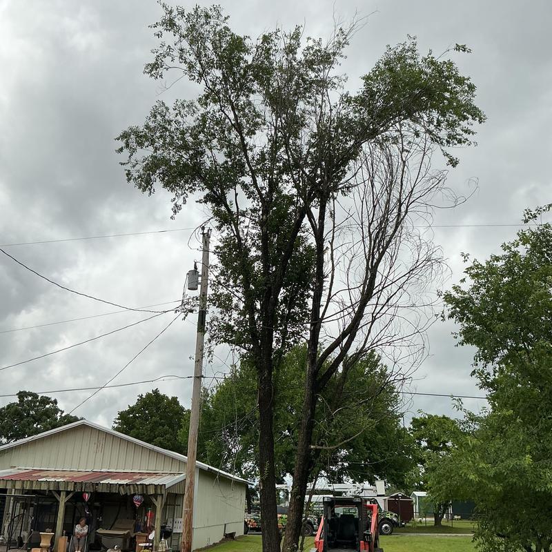 Hazardous tree near power lines and shed in Stuart, OK Hazardous tree near power lines and shed in Stuart, OK